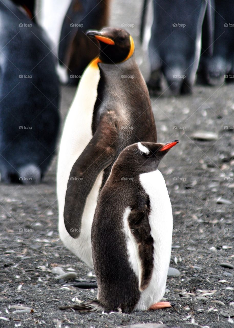 Close-up of two penguin