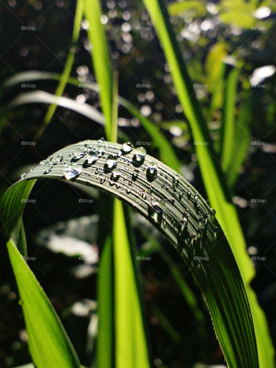 rain drops on grass