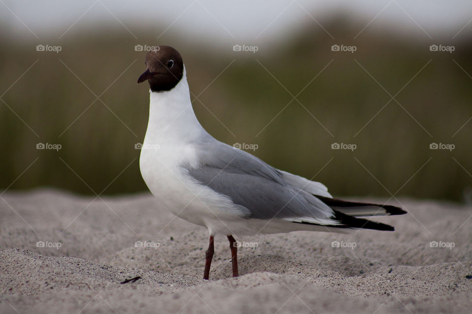 Seagull on sand