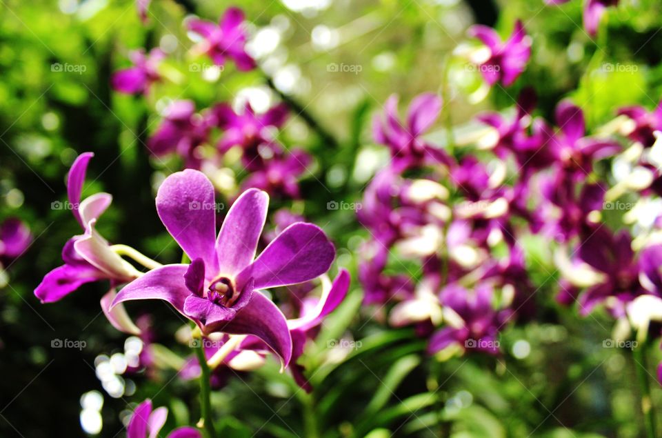 purple orchid