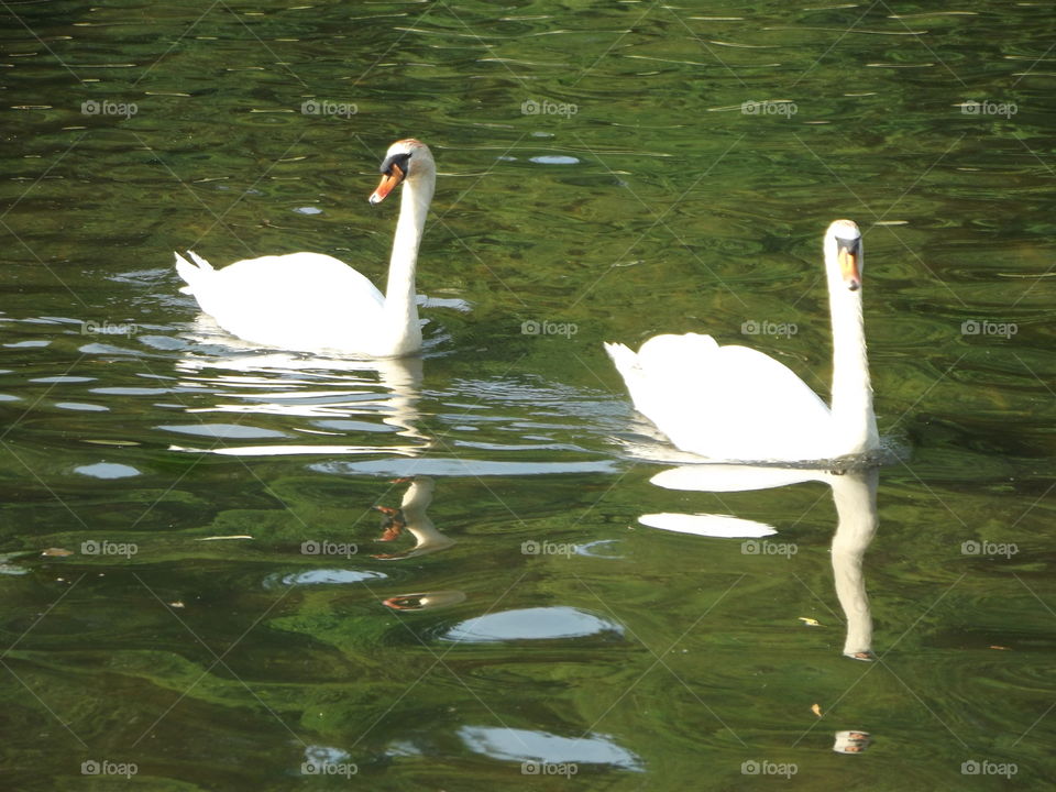 Reflective Swim