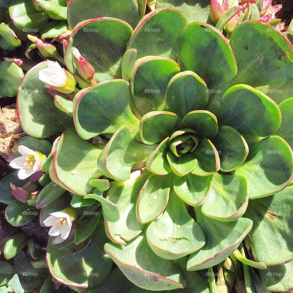 Summit ground cover succulents 