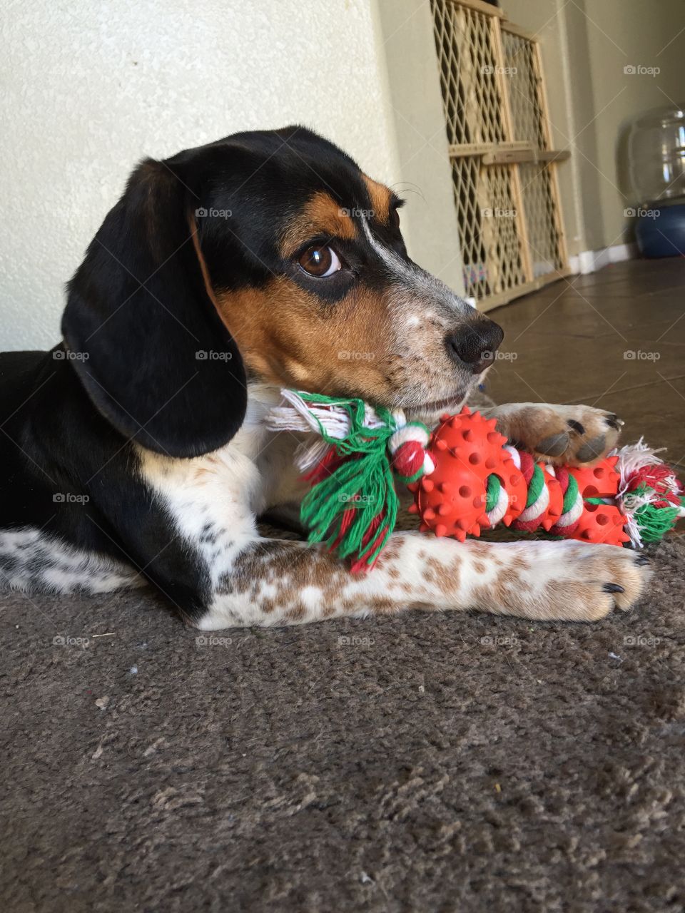 Oreo with her Christmas toy from grandma 