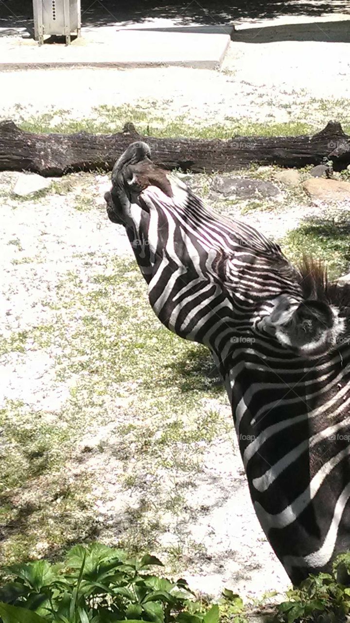 Nature, Mammal, Zebra, Wild, Zoo