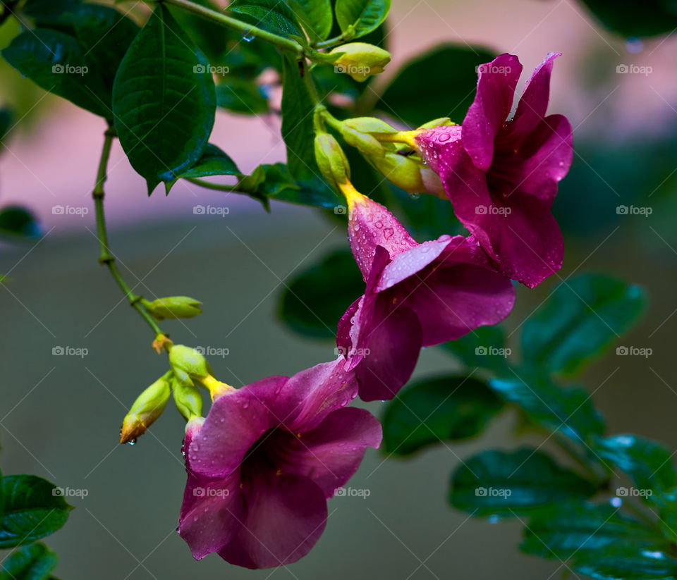 Allamanda flower  - row