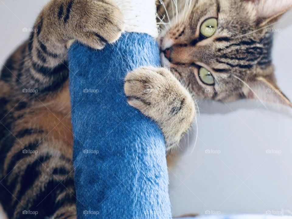 Cat tree fun for our kitty cat 