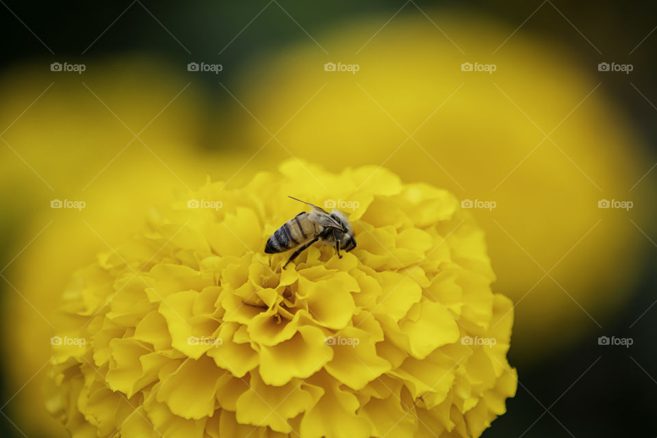 Bee on Yellow Marigold  flowers or Tagetes erecta in garden.