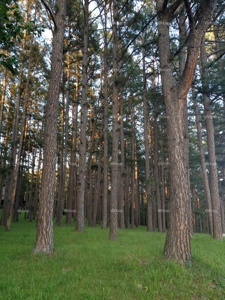 Golden touch of nature