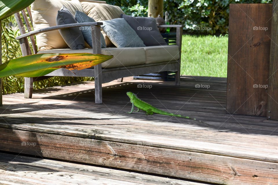 Native Florida iguana lizard outdoors on a deck