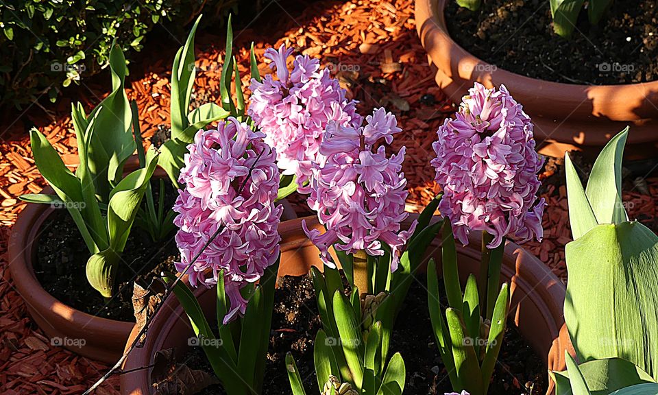 Crazy plant people with beautiful pink Hyacinthias