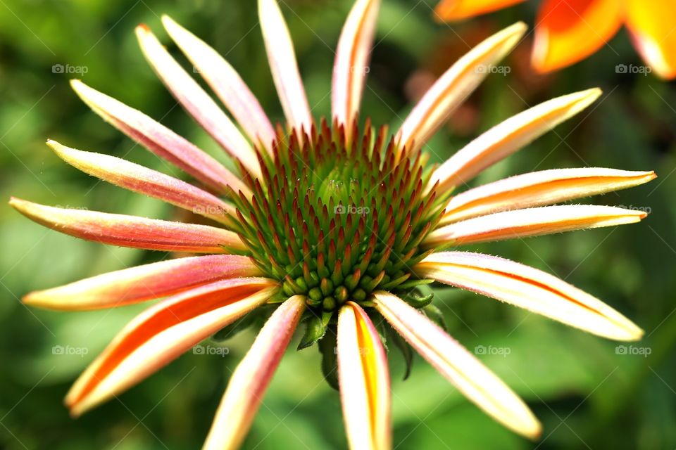 Forms from the nature