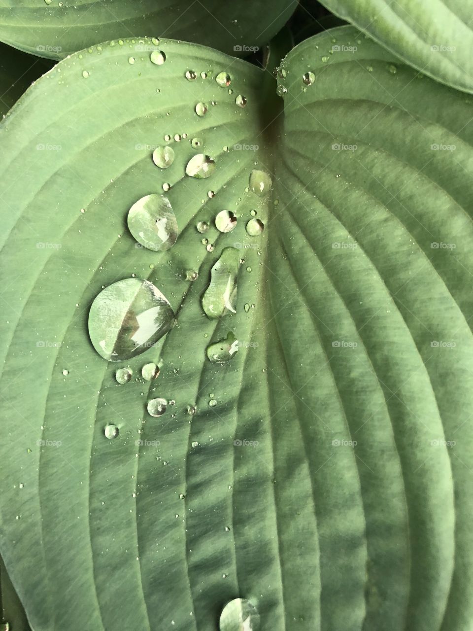 Raindrops on a leaf