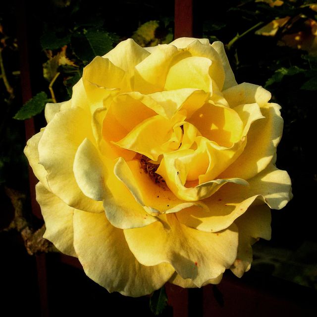 yellow