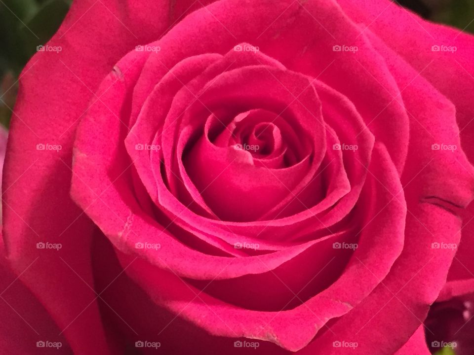 Pink rose