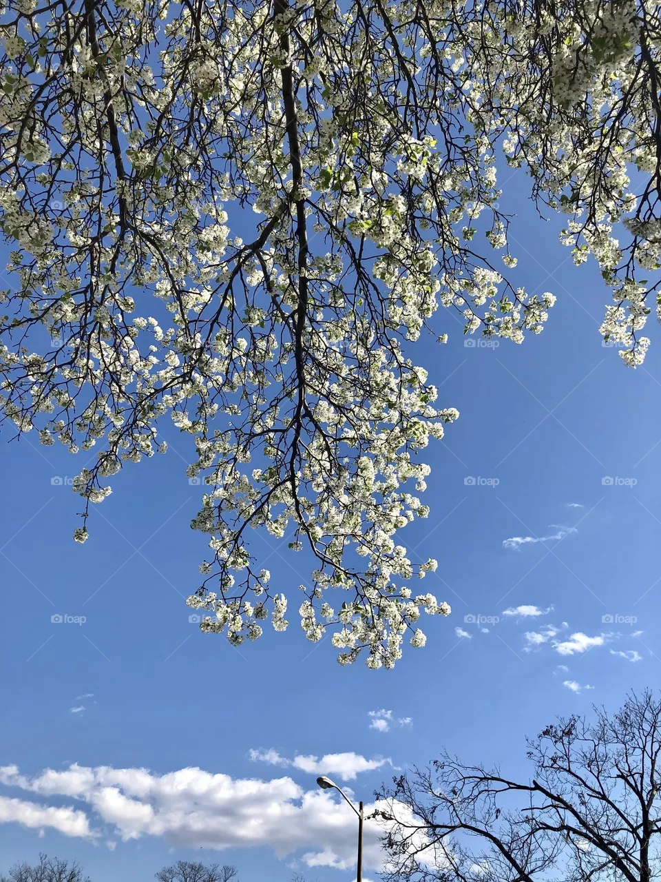 Cherry trees are blooming 