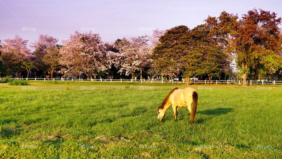 Horse  at the grass field 