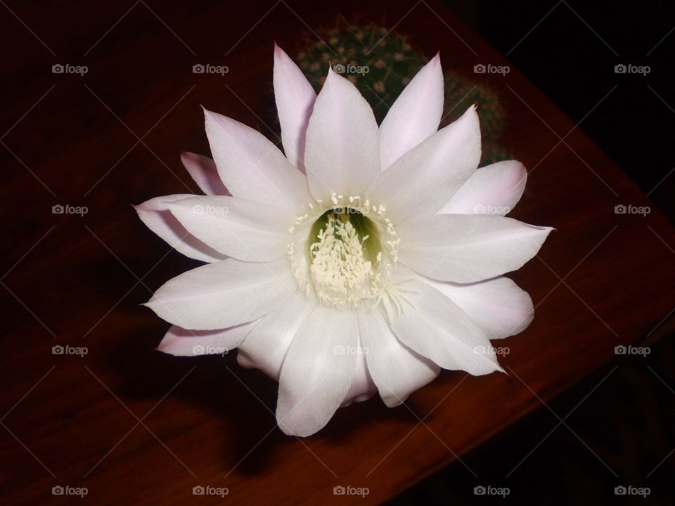 Cactus blossom 