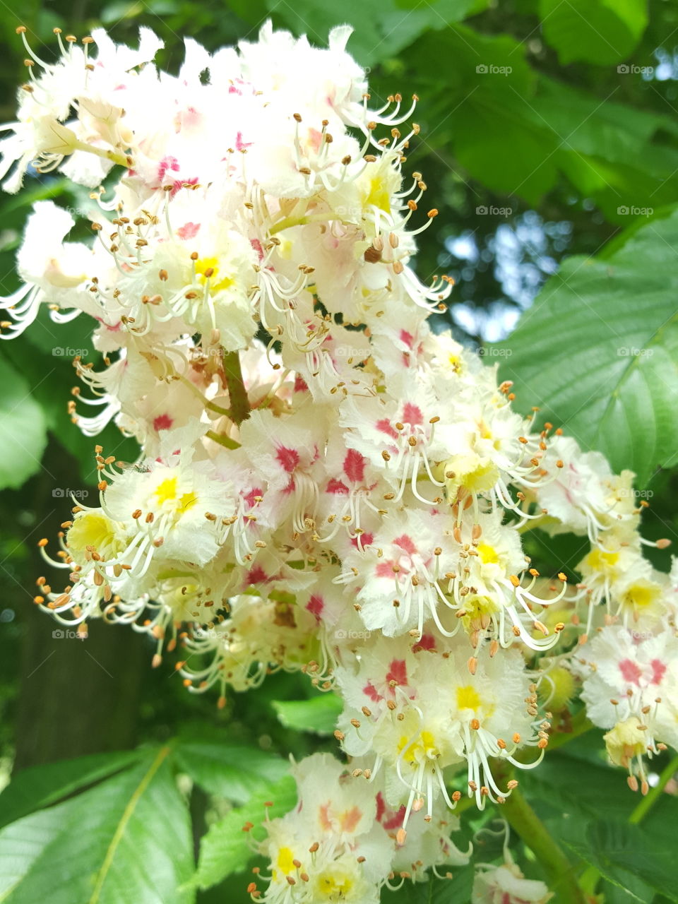 chestnut flowers