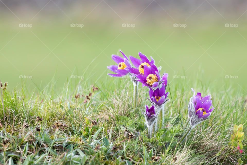 Closeup of beautiful purple blooming Pasque flowers growing in the grass in spring 
