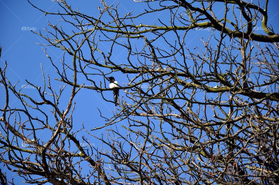 Bird in tree, belgium
