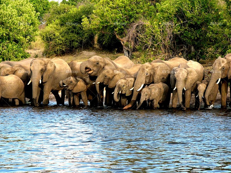 Elephants drinking from the river Chobe