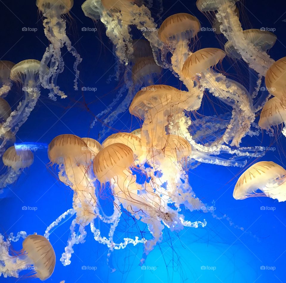 Sea Nettles showcased at the Henry Doorly Zoo in Omaha, Nebraska 