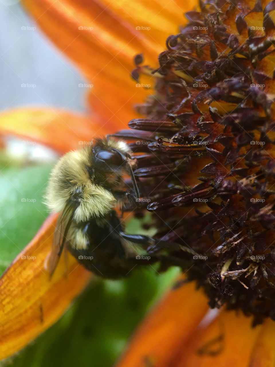 Bee in search of pollen