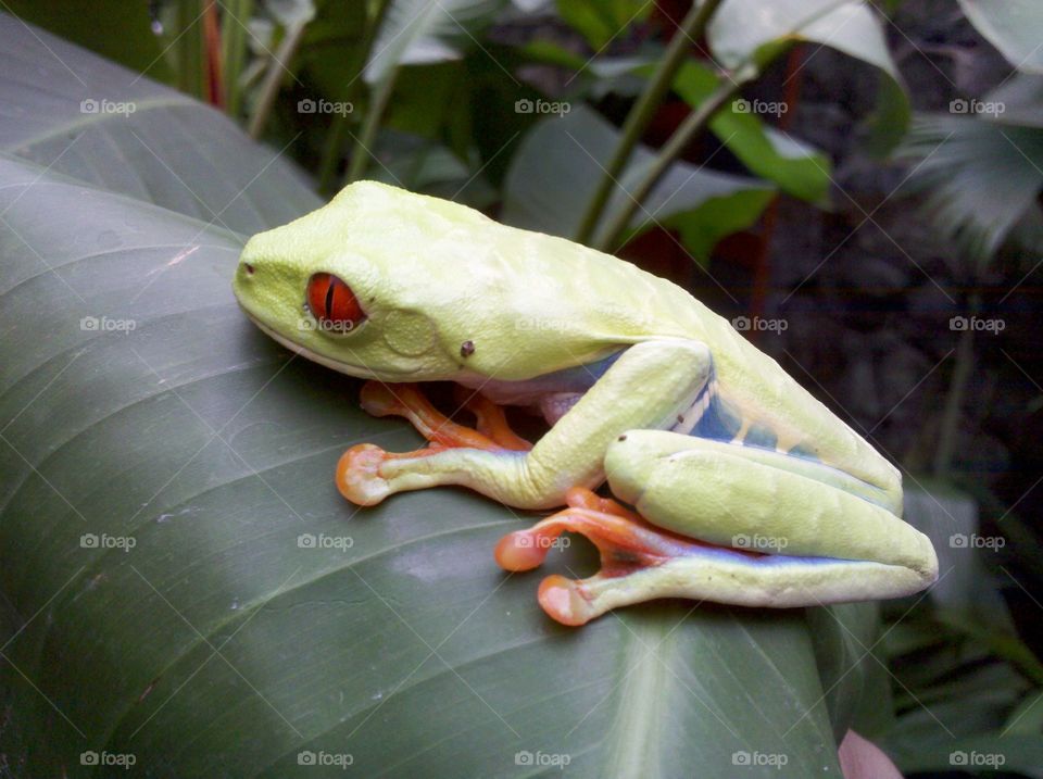 Live Green Frog In Nature On A Leaf