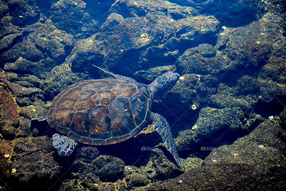 A green sea turtle swimming in the shallow pools at Richardson Ocean Park in Hilo, Hawaii.