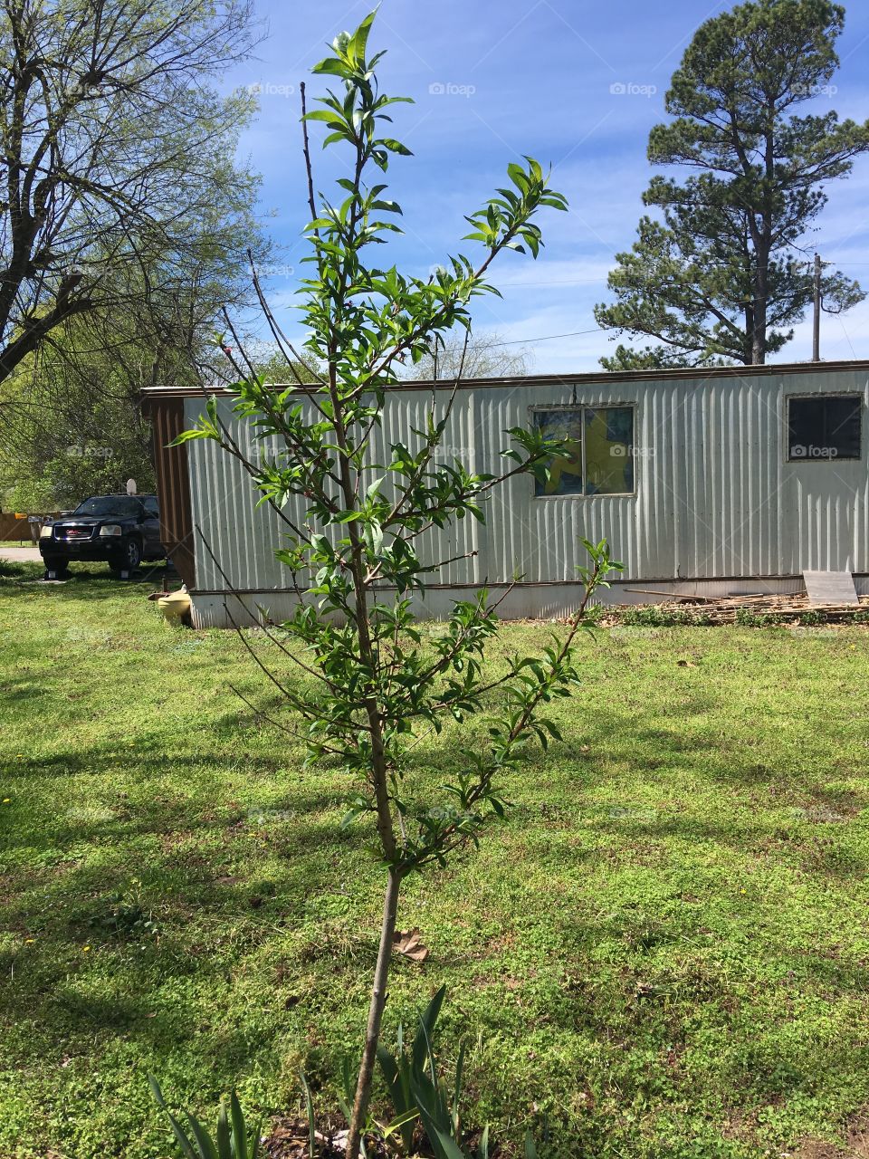 I bought this peach tree and planted it last year and it looks good. Taste those peaches!