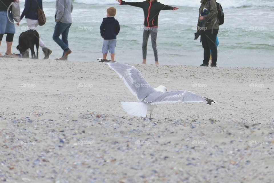 flying gull/fliegende Möwe