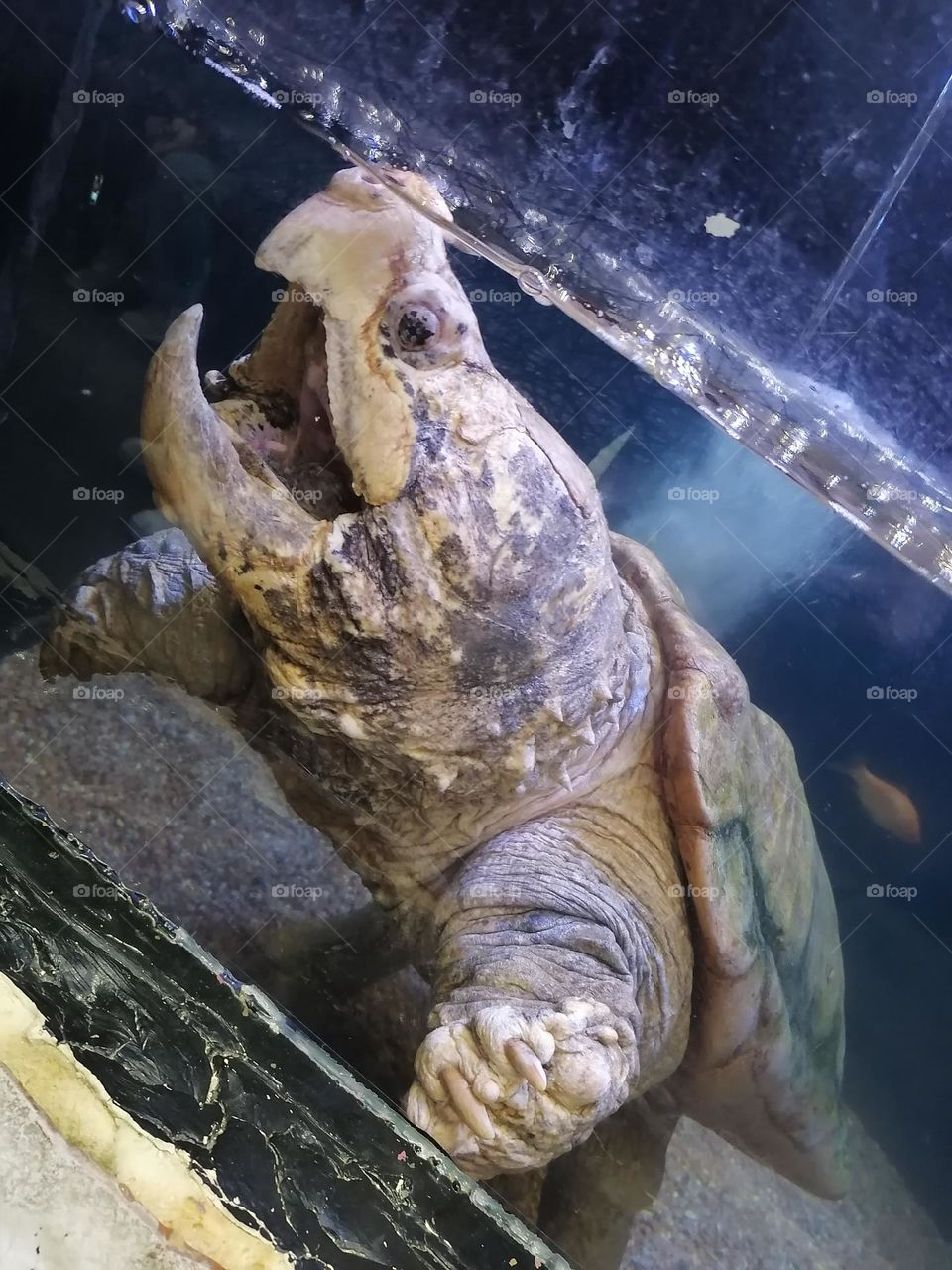 Old turtle