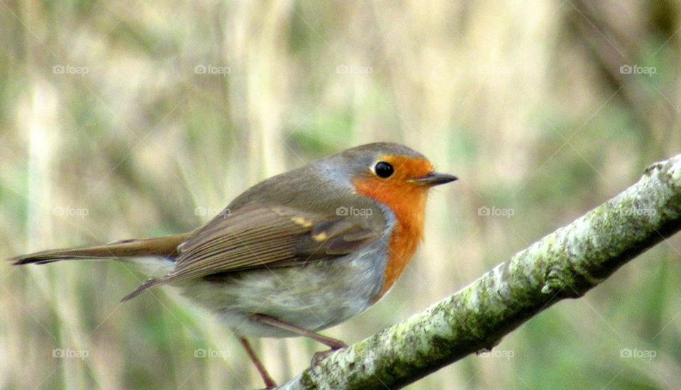 Robin