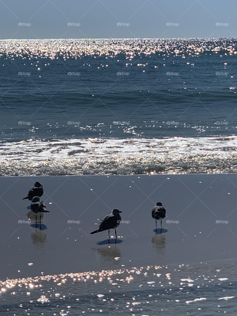 Seagulls enjoying the beach in a beautiful afternoon 