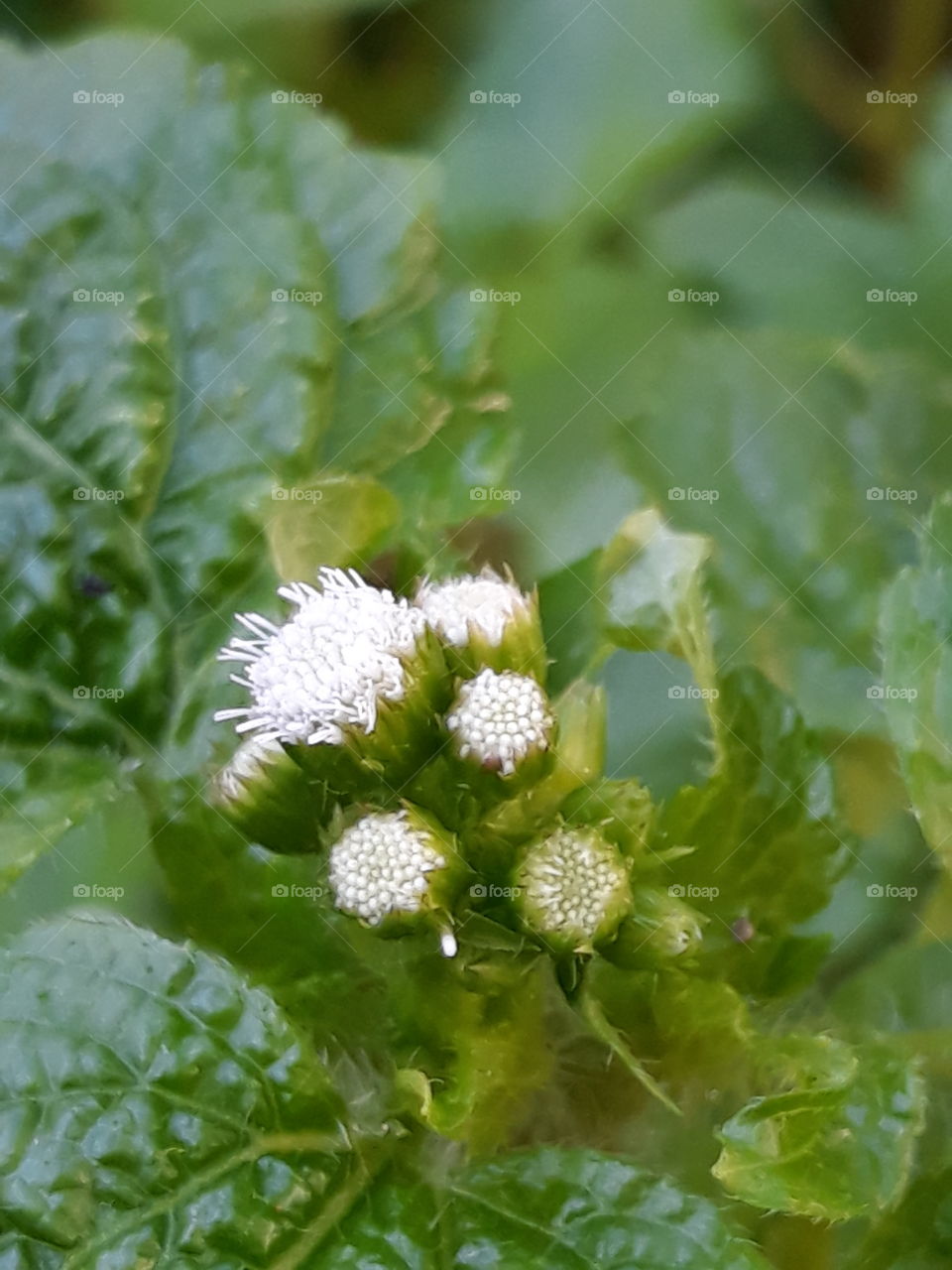 details little White