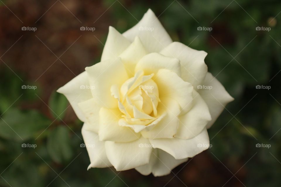 White rose open