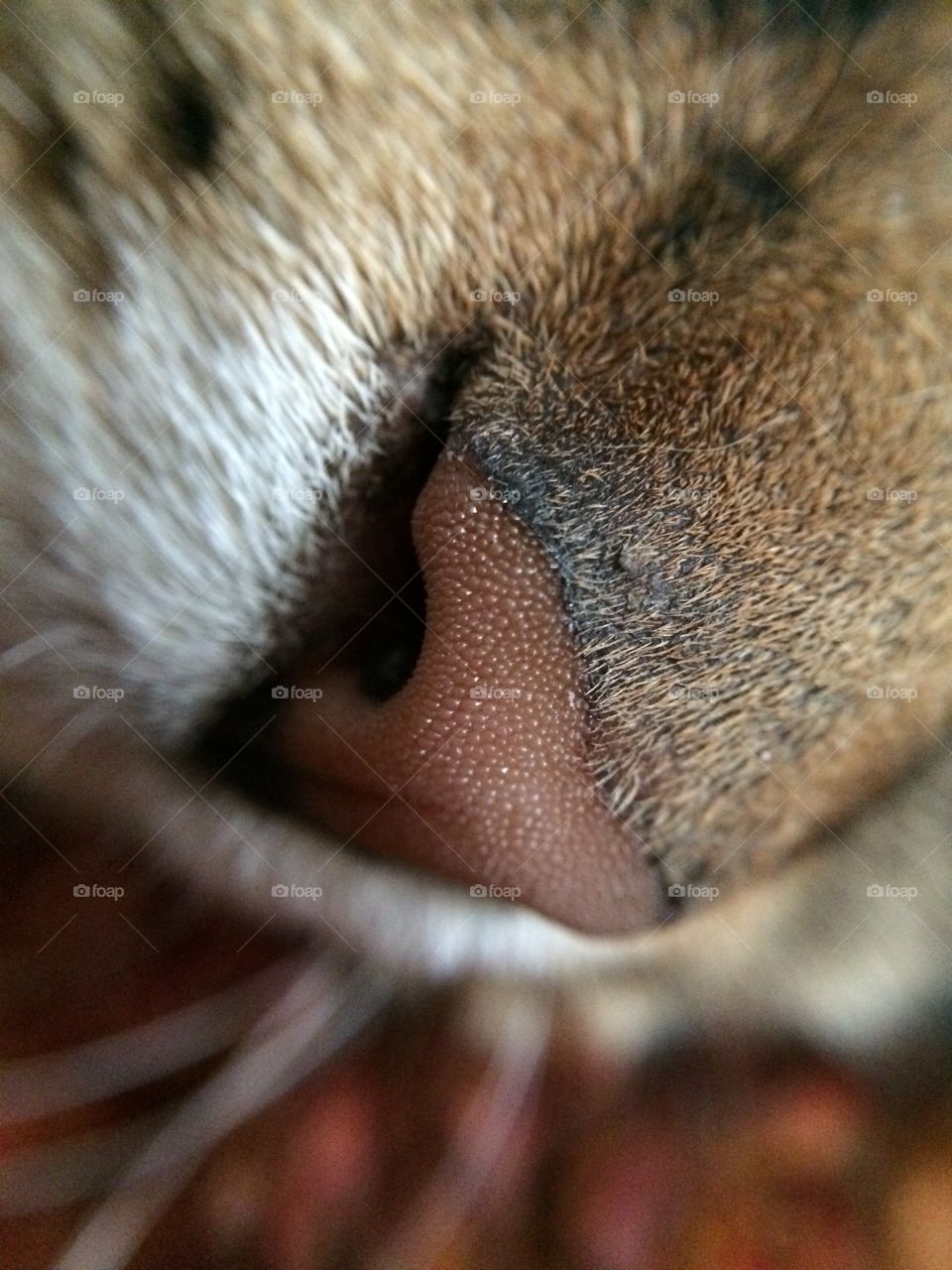 Cats nose