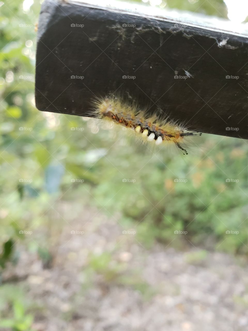 Caterpillar in forest