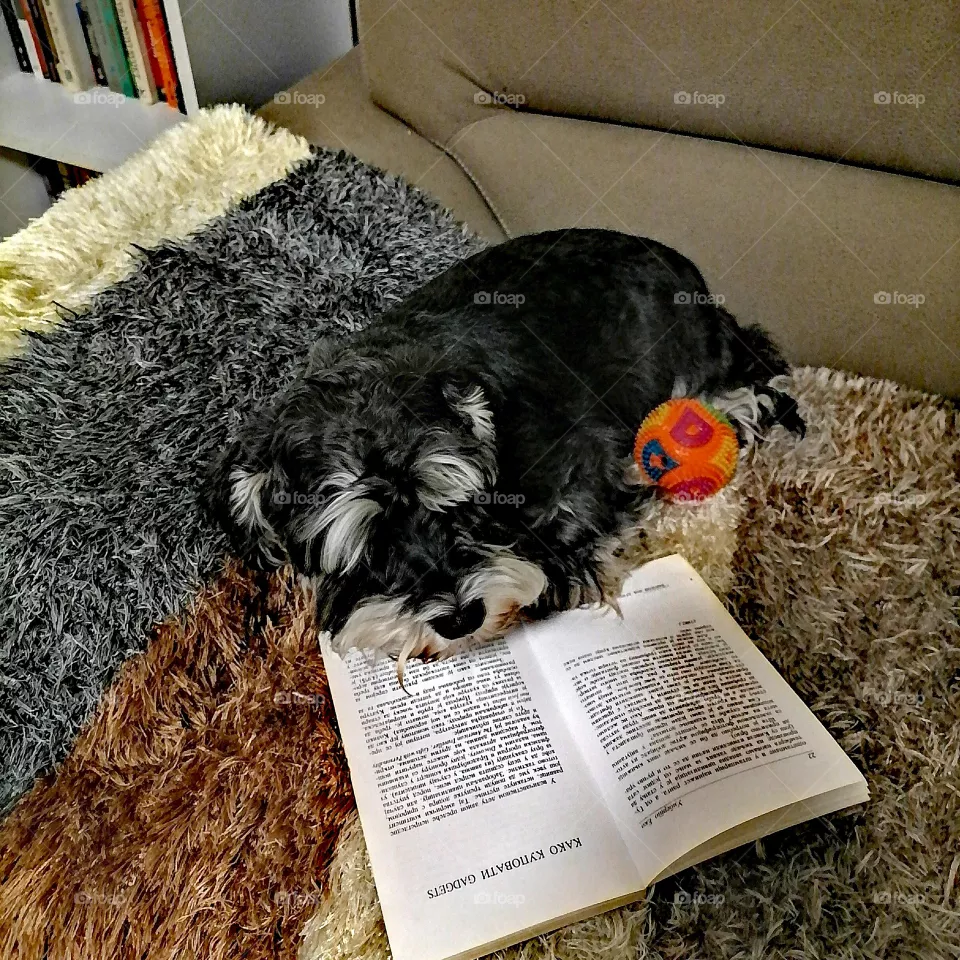 Bookdog