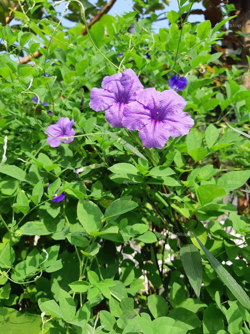 Close up purple color of beautiful ruellia flowers surrounded by green leaves in the garden