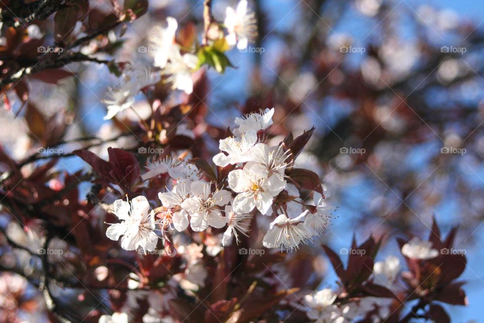 Spring blooming 