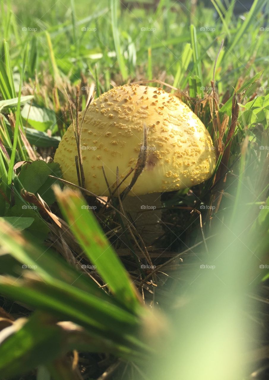 Yellow Mushroom 
