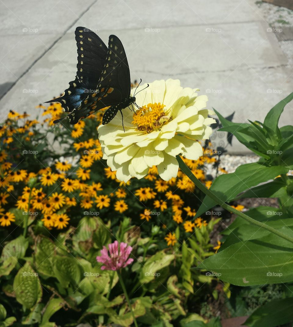 hungry swallowtail