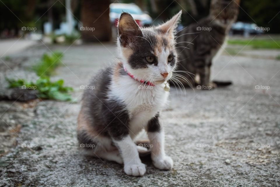 A kitten with a color and a bell