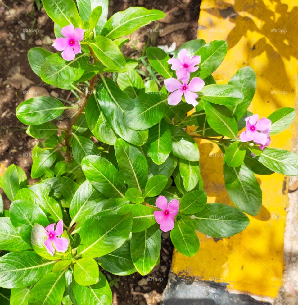 Green and Pink Beautiful Flowers