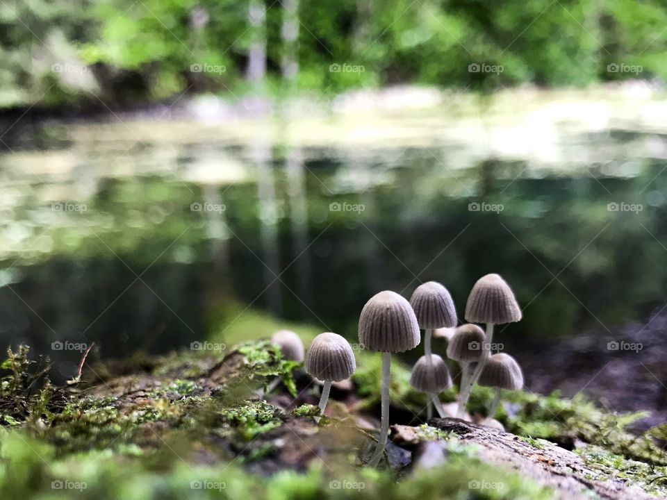 Steibachweiher Mushroom 