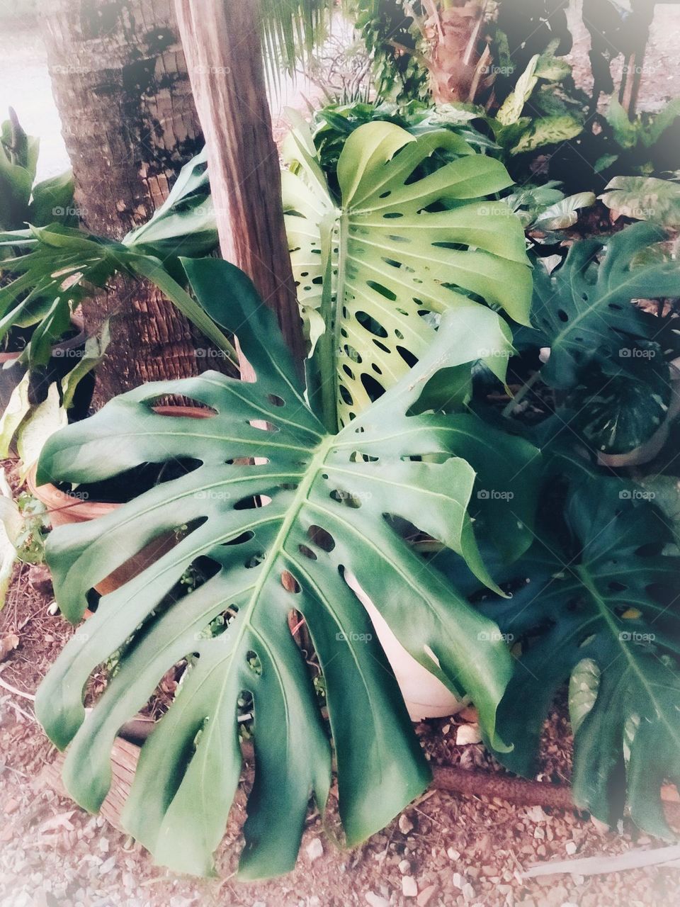Flowers, plants, including wood grains that have different colors.