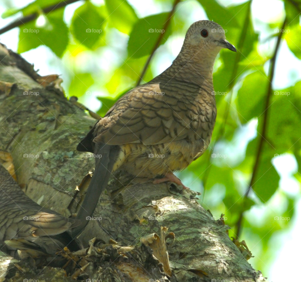 nature outdoors tree bird by lightanddrawing