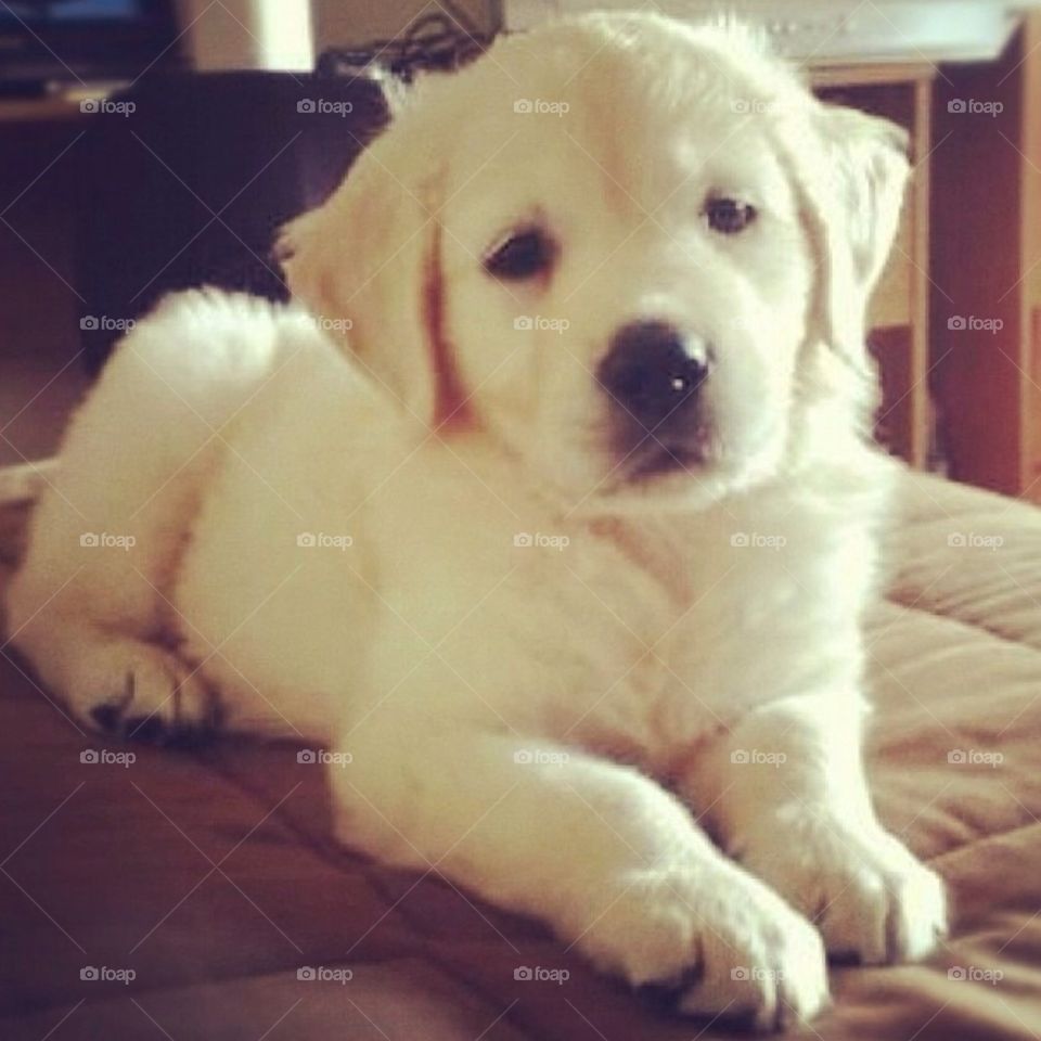 Golden retriever puppy