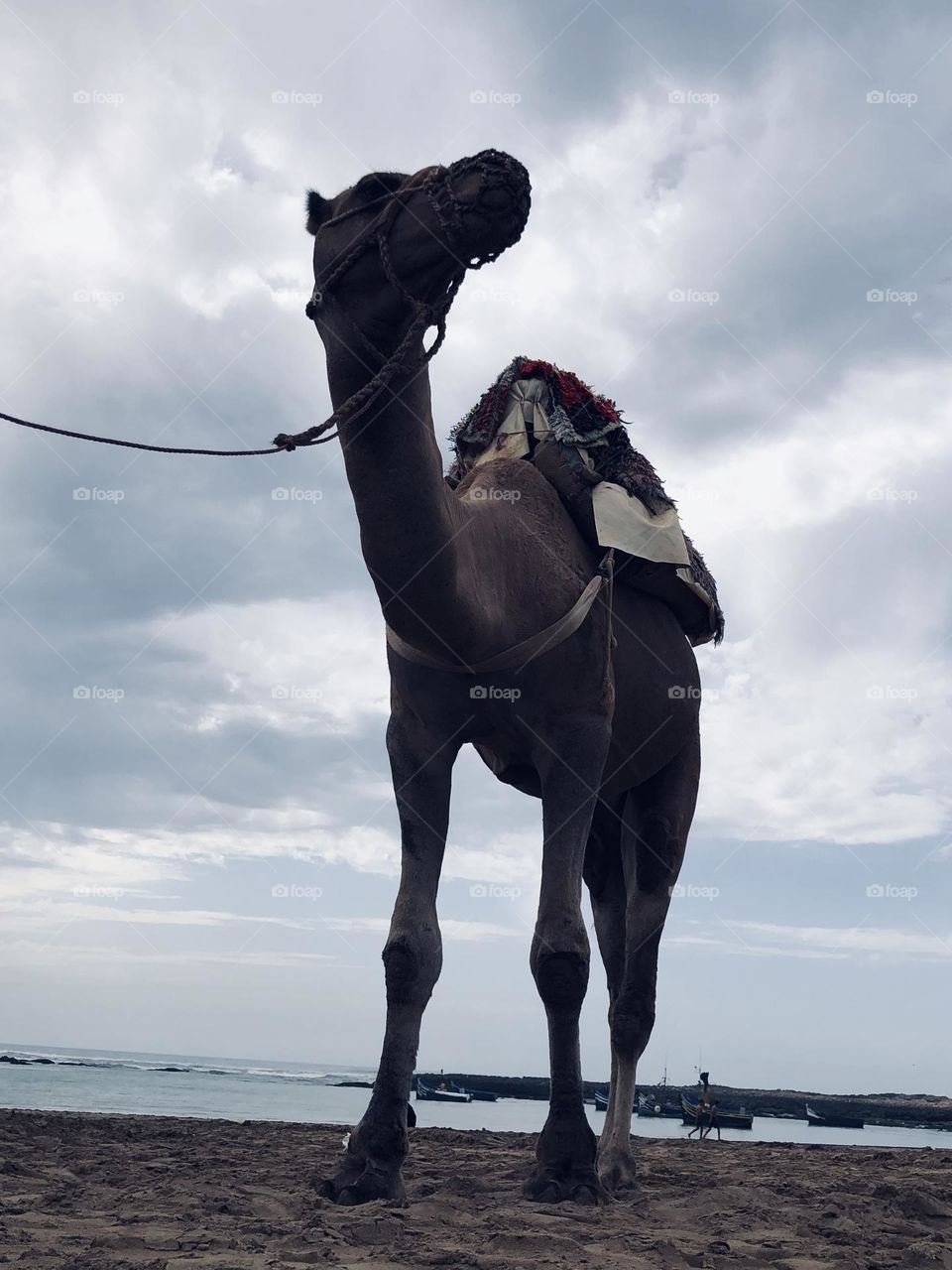 Beautiful camel 